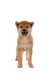 Shiba inu puppy standing mouth open isolated on a white background