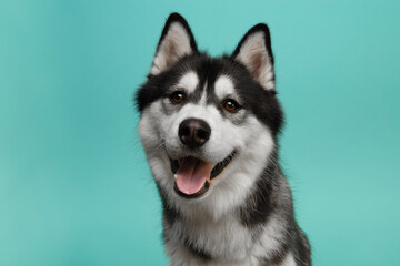 Portrait of a pretty husky dog looking at the camera on a blue background