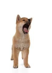 Shiba inu standing a yawing with mouth wide open, isolated on a white background