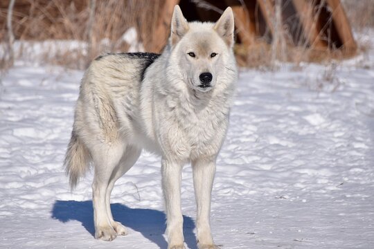 White wolfdog in the snow