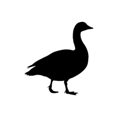 Collection of silhouettes of farm animals - goose. Animals side view. Illustration on transparent background 