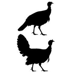 Collection of silhouettes of farm animals -  turkey, Animals side view. Illustration on transparent background 