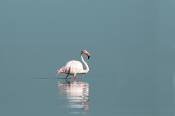 Real photo of a solitary great flamingo standing gracefully in a blue lagoon beneath a vibrant sky....