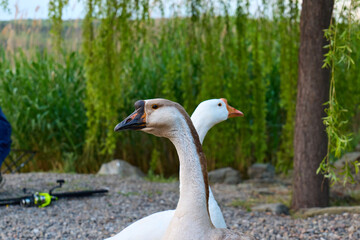 Geese wander by the serene lake in the evening light
