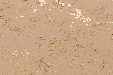 Bird paw prints on the sand near the river. Wet river sand, selective focus. Summer background. Nature