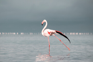 Real photo of a solitary great flamingo standing gracefully in a blue lagoon beneath a vibrant sky. A peaceful wildlife moment ideal for nature, travel, and editorial use