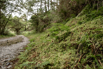Taiwan Taipingshan Cuifeng Lake Ring Trail was certified by Quite Parks International in 2022, becoming the world's first "Quiet Trail", and Cuifeng Lake is the largest alpine lake in Taiwan.