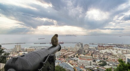 a Barbary Macaque in Gibraltar on a cannon looking out over the city at sunset