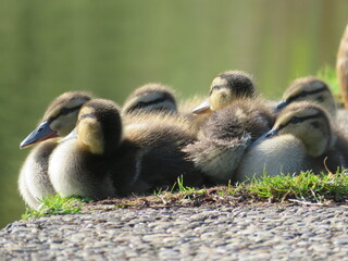Entenküken der Stockente