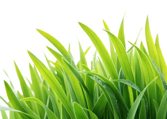 Fototapeta premium Close up of fresh green wheatgrass blades for healthy lifestyle and natural background concept image isolated on transparent background