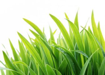 Close up of fresh green wheatgrass blades for healthy lifestyle and natural background concept image isolated on transparent background