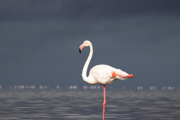 Real photo of a great flamingo standing gracefully in a calm blue lagoon under a vibrant sky. Serene wildlife moment — ideal for nature, travel, and editorial project