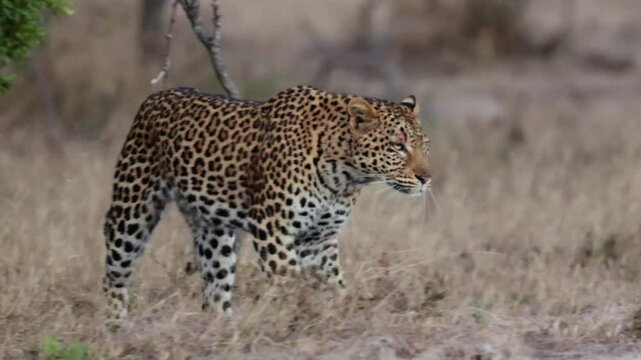 A leopardess walking into the bushes