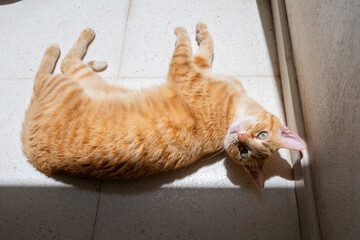 brown tabby cat with green eyes streching on the floor