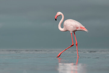 Real photo of a great flamingo standing gracefully in a calm blue lagoon under a vibrant sky. Serene wildlife moment — ideal for nature, travel, and editorial project