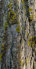 Close-up view of textured tree bark with moss details