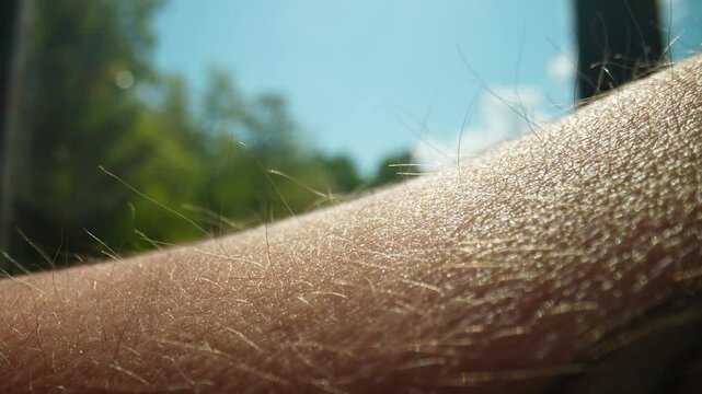Close Up of Arm Hair in Natural Sunlight