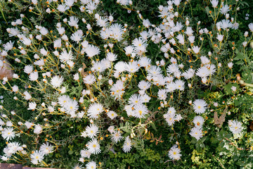 White ice plant flowers blooming densely in ground cover arrangement