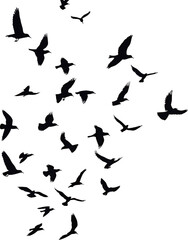 Silhouette of various birds in flight against a white background.