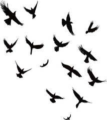 Silhouette of various birds in flight against a white background.