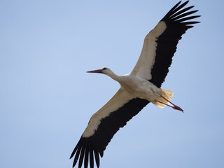 White stork - Ciconia ciconia