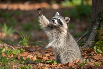 Playful Raccoon Reaches Out in Forest Clearing