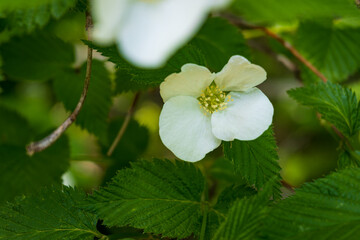 White flower with delicate petals and yellow stamens blooming among vibrant green leaves in natural...