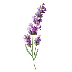 Naklejka premium A vibrant lavender flower stalk showcasing delicate purple blossoms against a clean backdrop