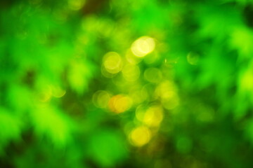 Obraz premium 新緑と光をぼかした緑の背景素材