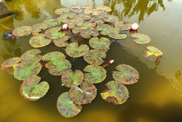 Natura