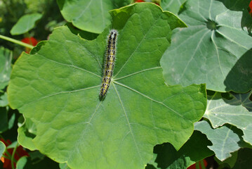 Natura