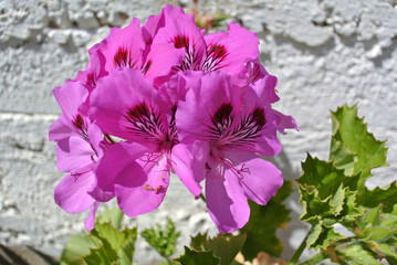 Natura