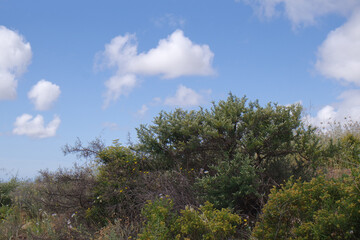Natura
