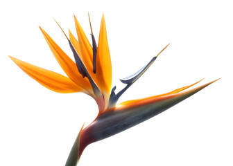 Vibrant Bird of Paradise Flower Close-Up Exotic Floral Photography isolated on white background PNG