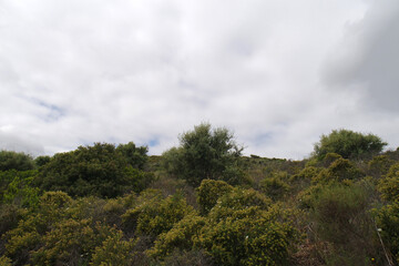 Natura © Steve Fossiant