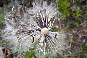 Natura
