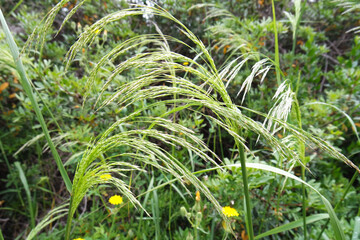 Natura © Steve Fossiant