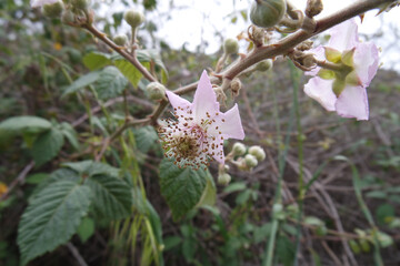Natura