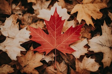 Fototapeta premium Top View of Red Maple Leaf Amidst Fall Foliage