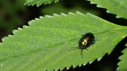 beetle on leaff