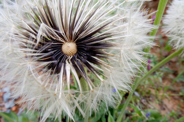 Natura