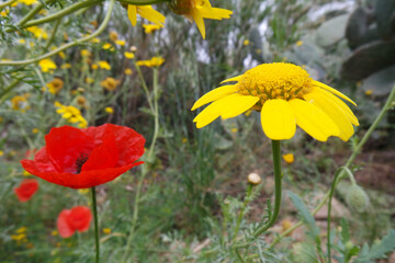 Natura © Steve Fossiant