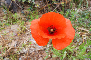 Natura © Steve Fossiant