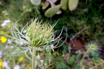 Natura