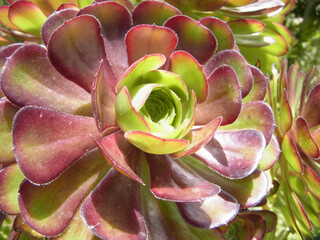 Natura © Steve Fossiant