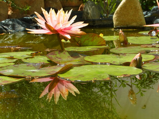 Natura © Steve Fossiant