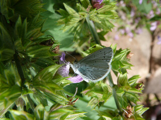 Natura © Steve Fossiant