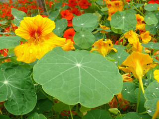 Natura © Steve Fossiant