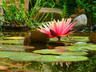 Natura © Steve Fossiant