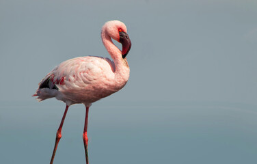 Real photo of a great flamingo standing gracefully in a calm blue lagoon under a vibrant sky. Serene wildlife moment — ideal for nature, travel, and editorial project